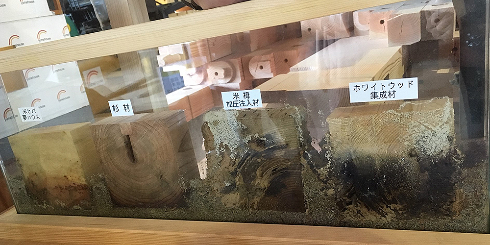 土台のシロアリ実験